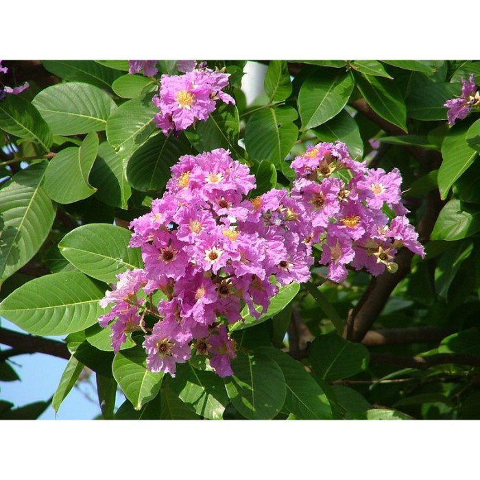 (Expert) Pohon Bungur Sakura Tinggi 2 Meter Pohon Pelindung Bungur Tinggi 2 Meter