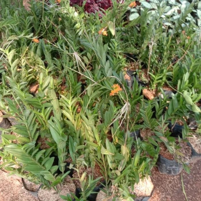 (Expert) Anggrek tanah/tanaman anggrek tanah epidendrum