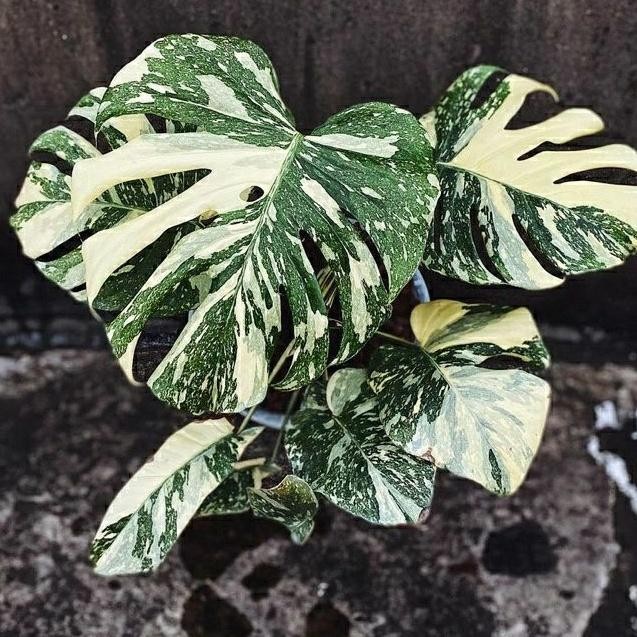 (Expert) Monstera Thai Constellation / Monthai / Monthai Japan Lab