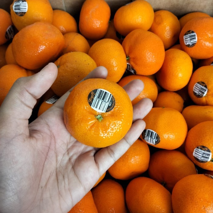

BisaInstan- buah jeruk mandarin australia tangold fresh manis tanpa biji per 1 kg