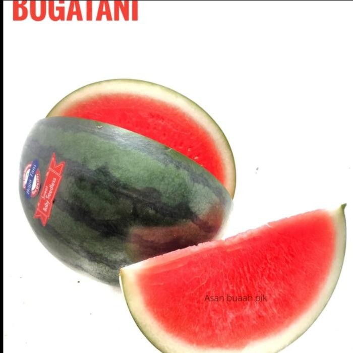 

BisaInstan- SEMANGKA BABY BLACK BOGATANI GA SEEDLESS MANIS JUICY BUKAN BABY TW