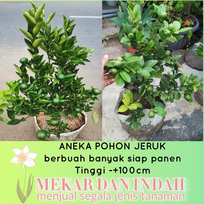 

BisaInstan- bibit pohon JERUK santang madu/Jeruk nagami/jeruk lemon/jeruk nipis
