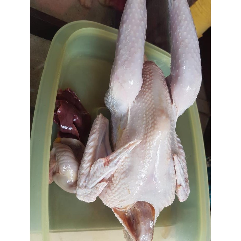 

Kirim,HariYgSama- Ayam kampung potong ukuran hidup 1kg up