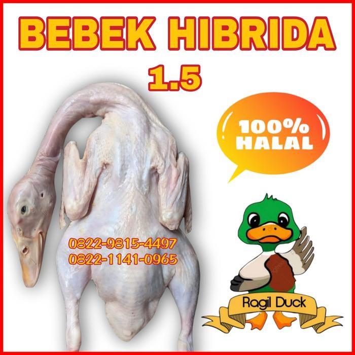 

Kirim,HariYgSama- BEBEK HIBRIDA 1.5 kg