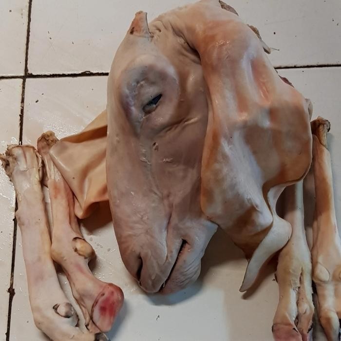 

Kirim,HariYgSama- kepala kambing 1 set + Kaki kambing