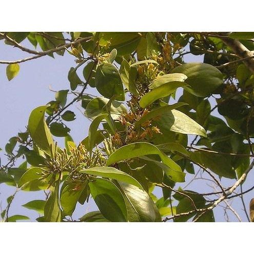 

Terlaris- Benalu Mangga Asli Benalu Pohon Mangga Asli Obat Herbal Kangker