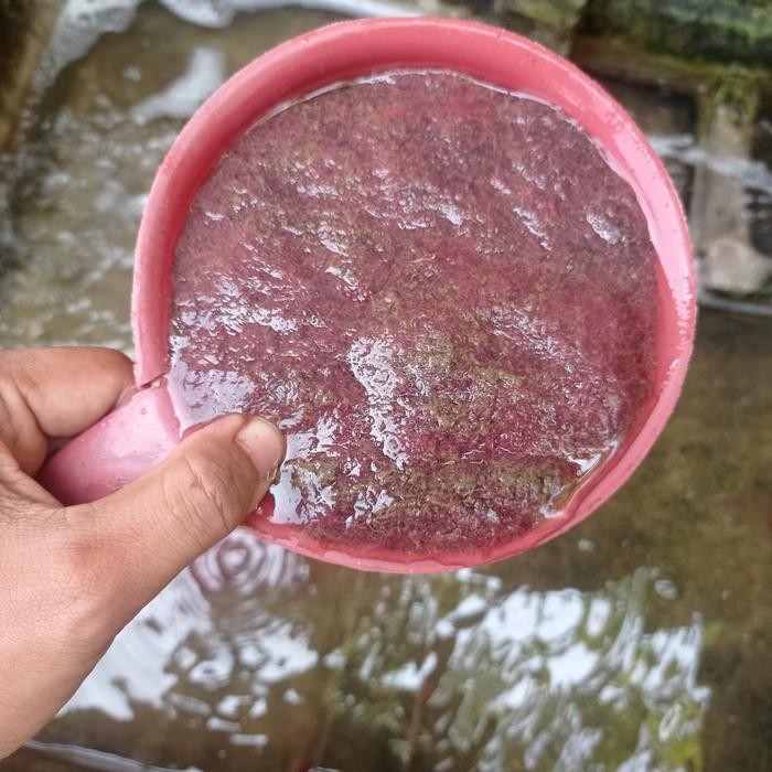 Cacing Sutra Hidup 1 Gayung / Cacing Sutra Hidup Satu Gayung