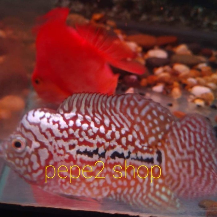 Burayak Louhan Kamfa F2 Super Vvip Red King Jaguar