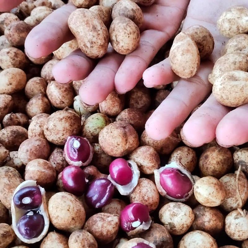 

Dapur Joglo Kacang Polong Asli Bogor 1 Kg