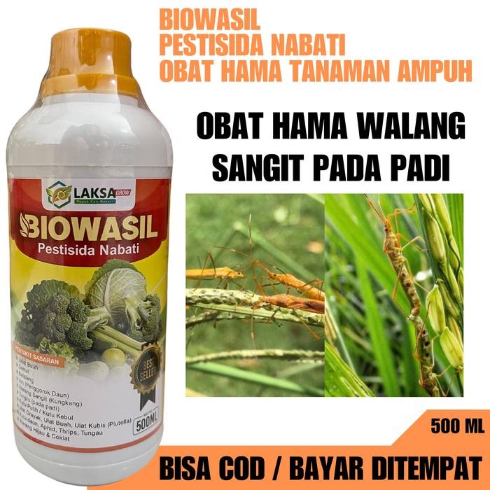Pembasmi Hama Walang Sangit Pada Padi Paling Ampuh Biowasil Mampu Mengusir Hama Walang Sangit pada