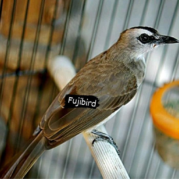 BURUNG TRUCUKAN KEBO BIGH MULUS terbaru