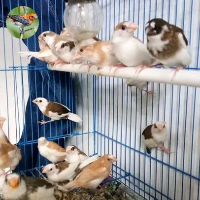 burung emprit jepang.rna panda terbaru