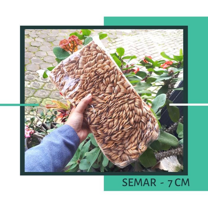 Pawongenz Sendok Es Cream T - Sendok Kayu Semar