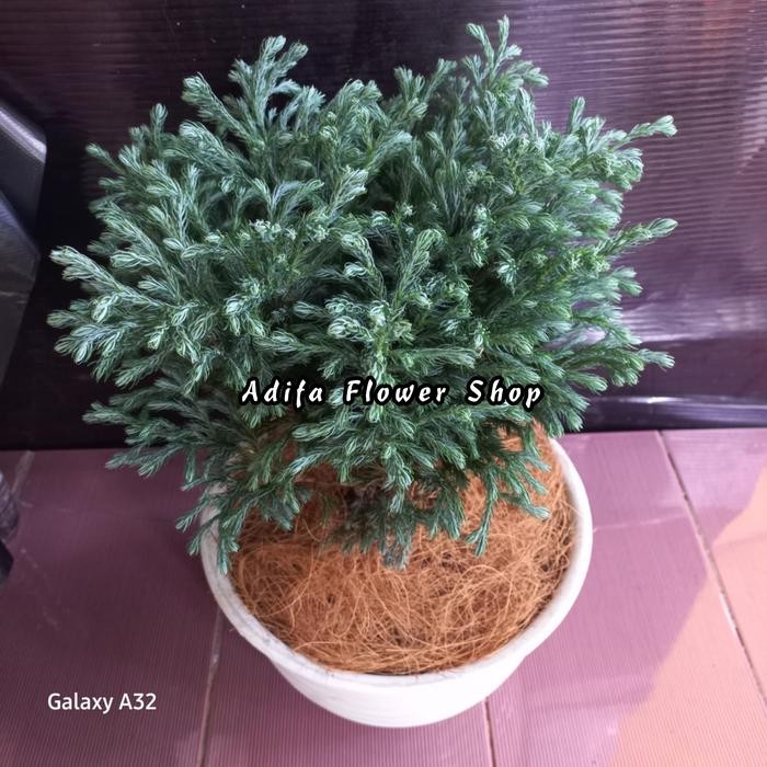 Thinkerbelllll Tanaman Hias Cemara Perak Ukuran Besar / Cemara Embun Inc Pot Putih