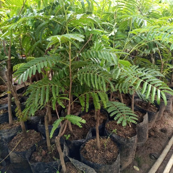 

bibit petai hibrida unggul *