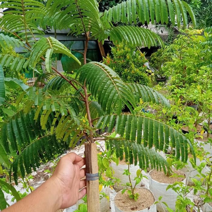 

pohon buah petai *