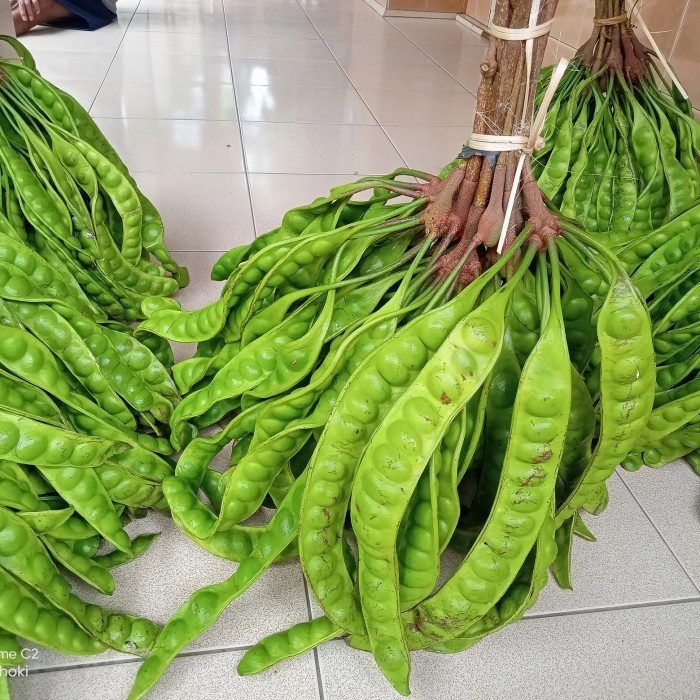 

pete petai satuan baru dari pohon *