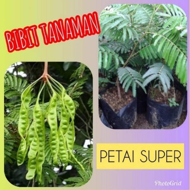 

bibit petai unggul pete super petai genjah bibit petai okulasi *