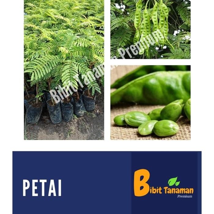 

BIBIT PETAI/PETE (BIBIT TANAMAN PREMIUM) *