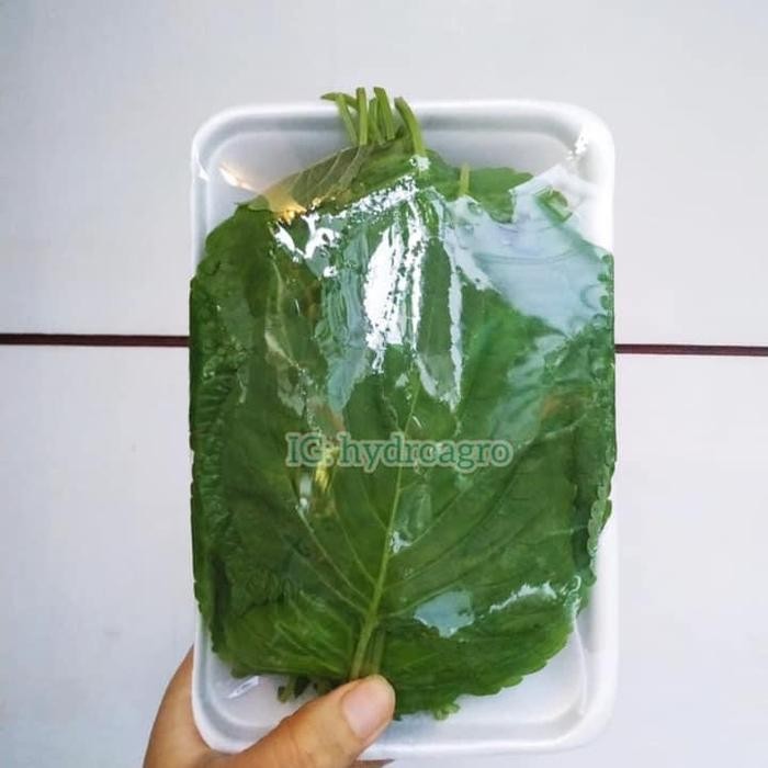 

PastikanDikirimLgsg- Daun Perilla Segar shiso leaf