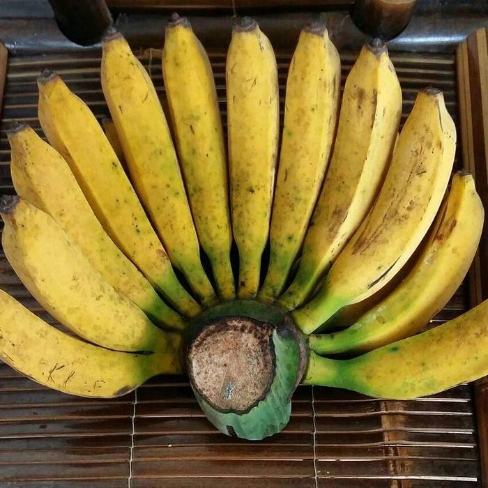 

PastikanDikirimLgsg- Pisang Raja bulu per 1 sisir