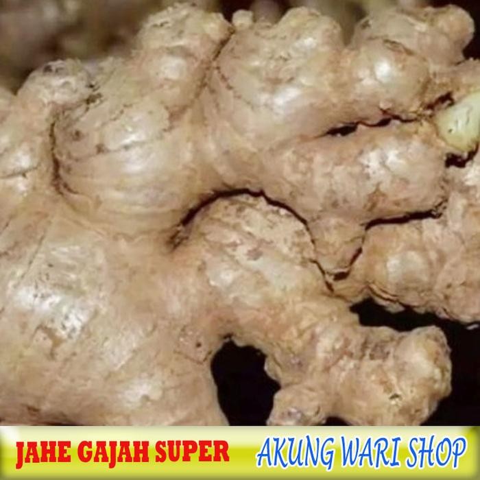 

New Jahe Gajah Super / Jahe Putih / Asli medan