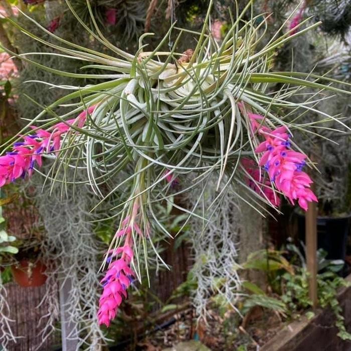 Evergreeeen Tanaman Hias Tilandsia Stricta Tilandsia Airplant