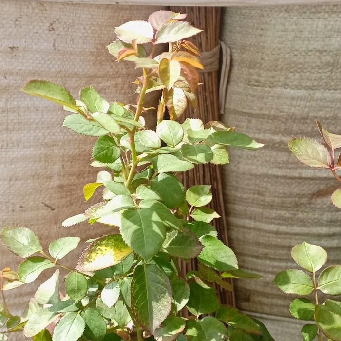 Evergreeeen Bibit Pohon Mawar Import Herzogin