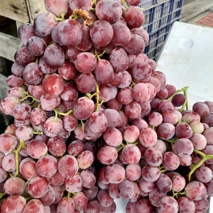 

Termurah anggur merah manis 500 gram Terbaik