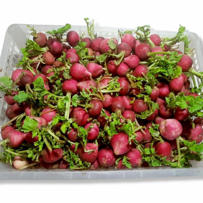 

BnyKBonusBelidiMari- lobak merah/red radish 1 kg