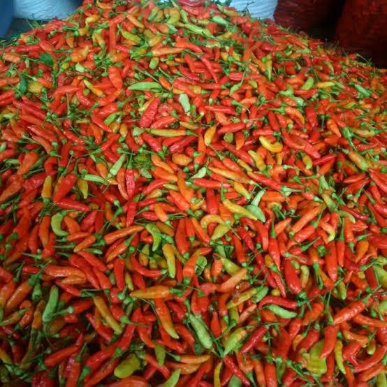 

BnyKBonusBelidiMari- Cabe Rawit Merah