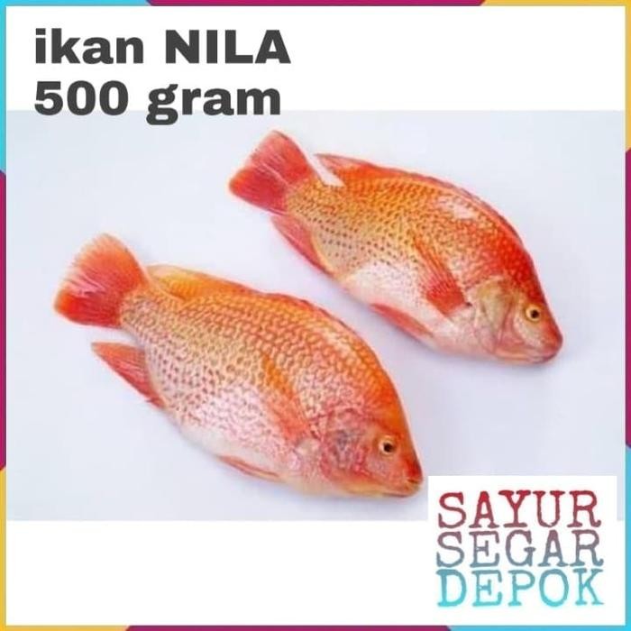 

PastiFreShNya- IKAN NILA MERAH