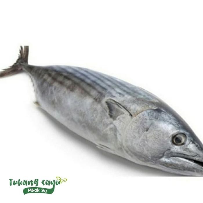

PastiFreShNya- ikan tongkol segar 1kg