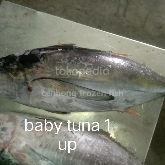 

PastiFreShNya- ikan baby tuna utuh 1 kg up