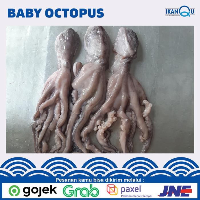 PastiFreShNya- OCTOPUS FRESH BESAR Premium Quality / Gurita Segar 1kg isi 1Ekor