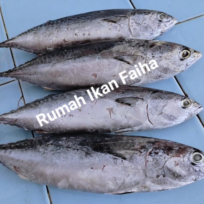 

PastiFreShNya- Ikan Tongkol / Deho Segar Beku