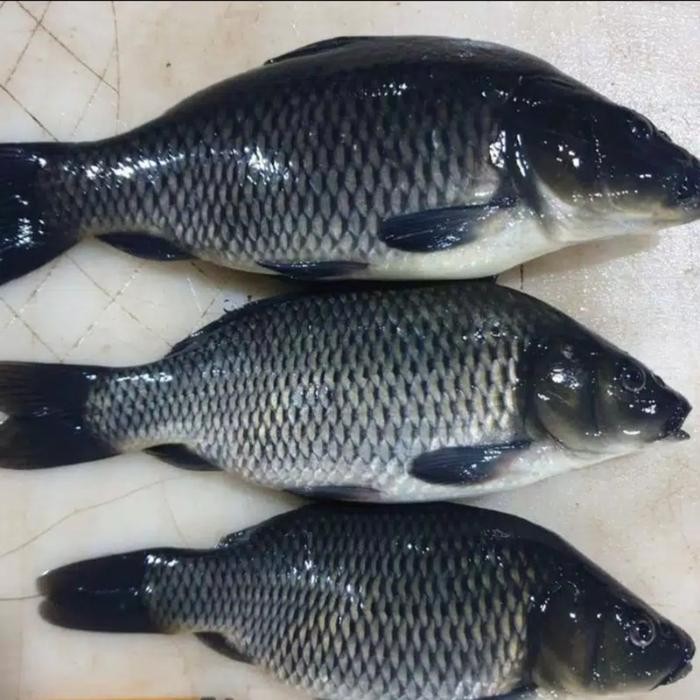 

PastiFreShNya- ikan mas ukuran sedang bisa d kirim hidup segar