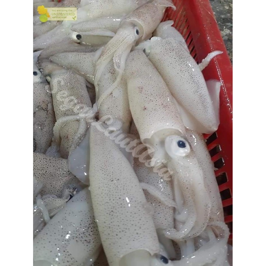 

PastiFreShNya- Cumi Segar Cumi Sero 1Kg Seafood Hasil Laut Segar