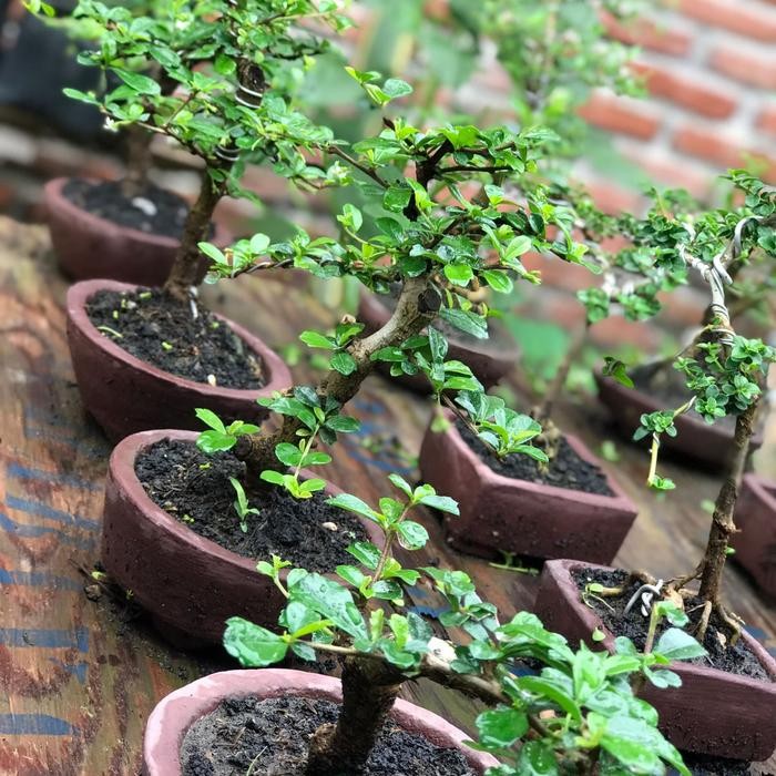 Terlaris Tanaman Hias Bonsai Jenis Hokiantee