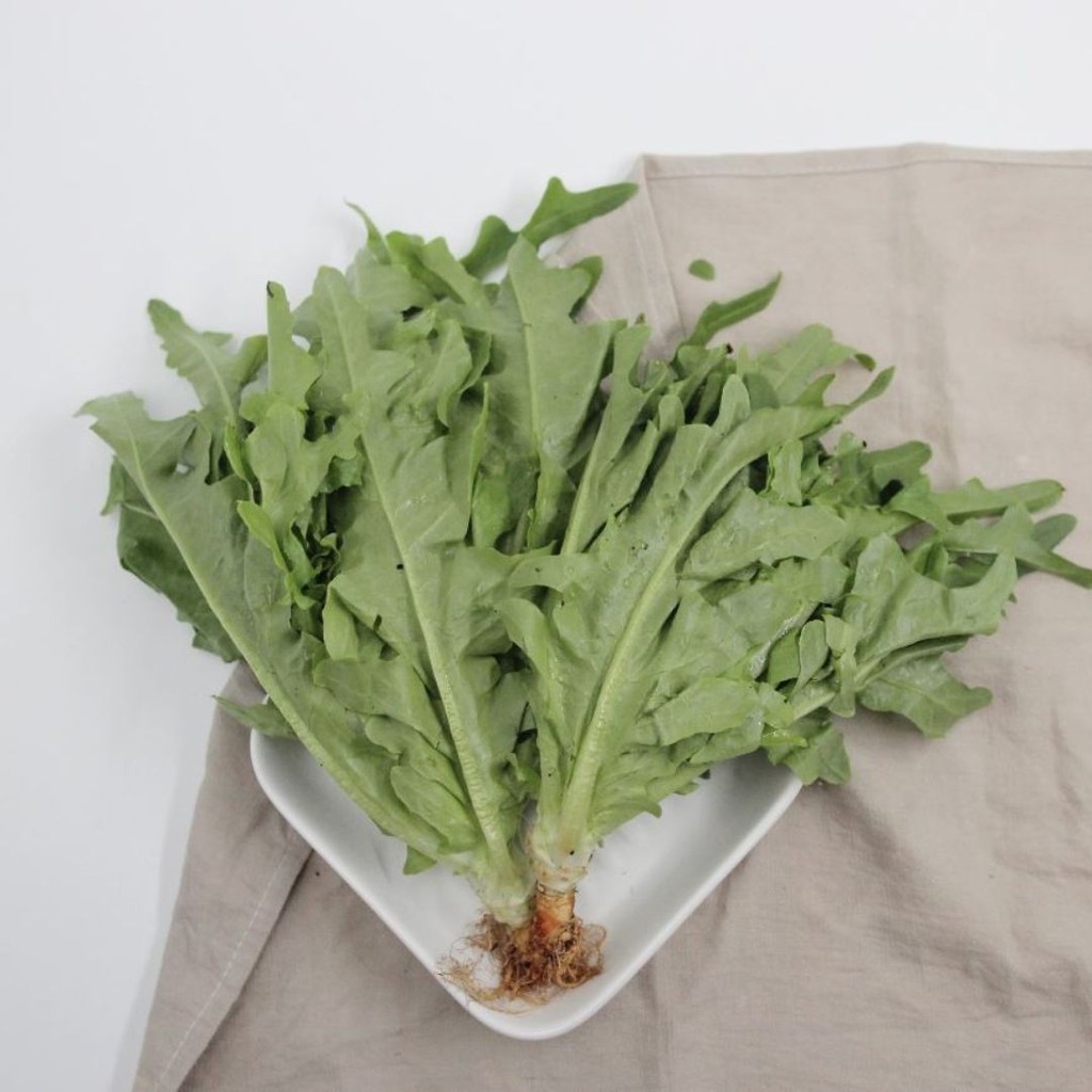 

Beleaf Green x Red Oak Leaf Single Head B1G1 Hidroponik 1 pack