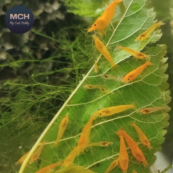 (Expert) Udang hias orange shrimp aquascape air tawar