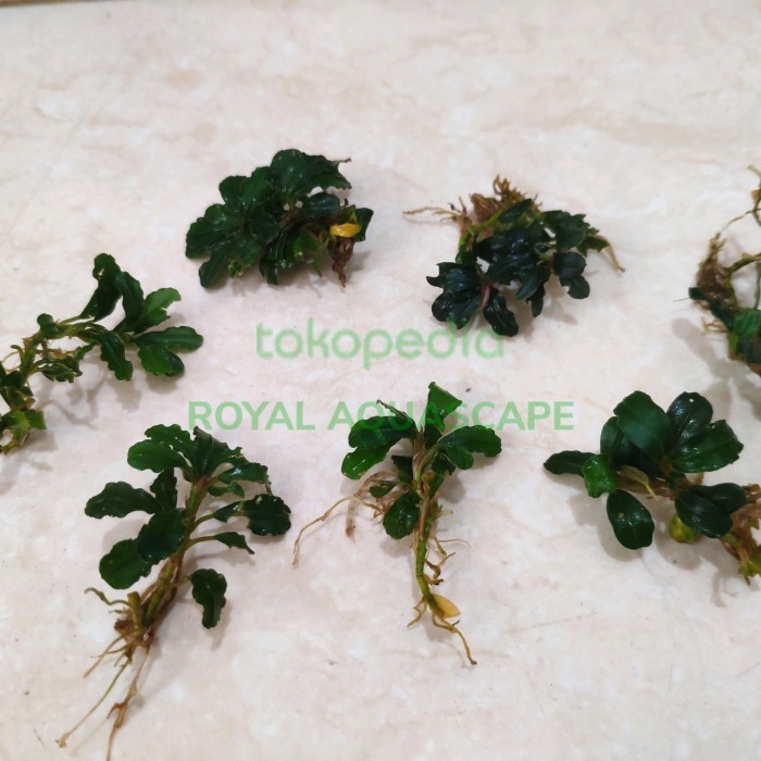 (Expert) Buce / Bucephalandra Sp Mini