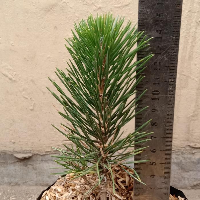 PREMIUM Bibit Bonsai Black Pine