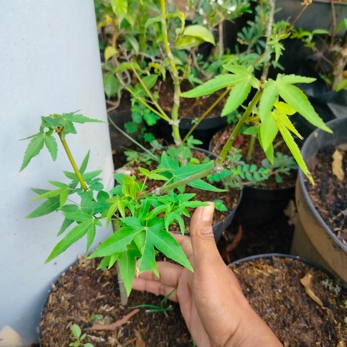 PREMIUM maple japanese Tanaman import bahan bonsai