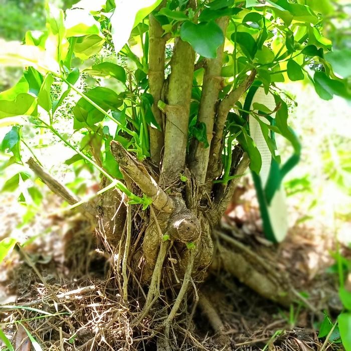 PREMIUM pohon tlogosari sakral bahan bonsai tanaman hias