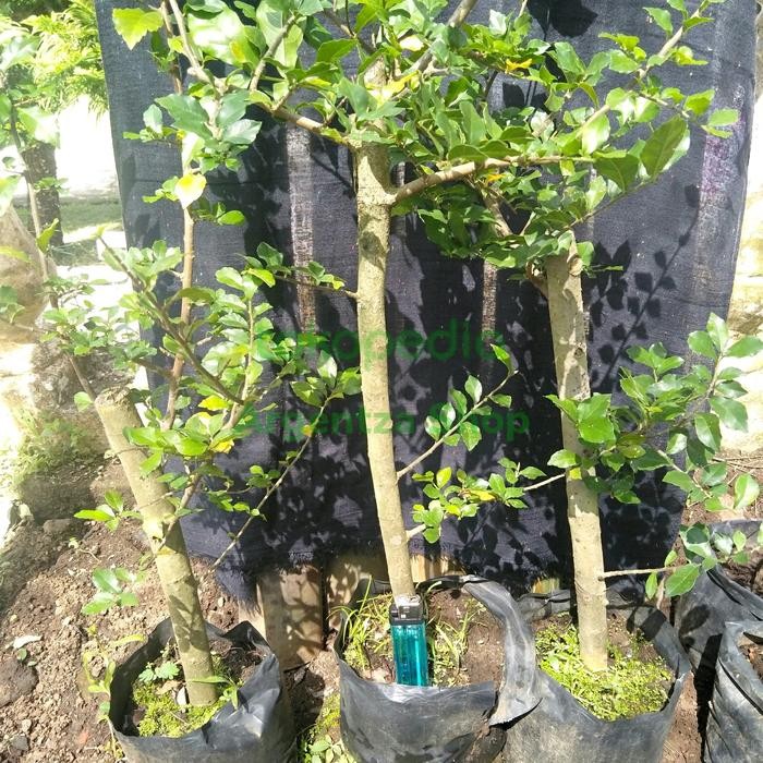 PREMIUM bibit bonsai serut bahan