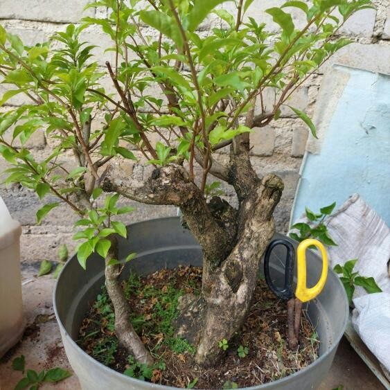 PREMIUM BONSAI BOUGENVILLE BENGAWAN SOLO ORI UNIK