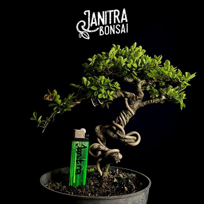 PREMIUM Bonsai ulmus micro jadi siap pajang