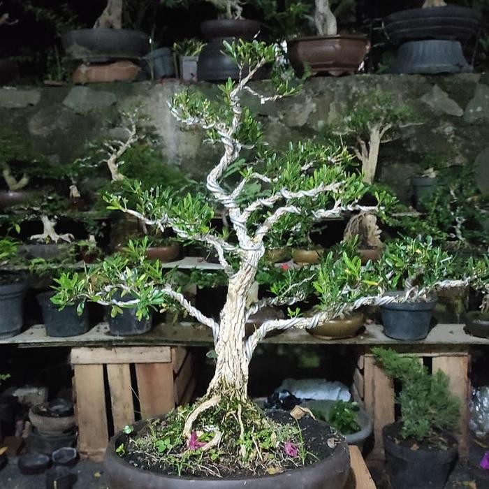 PREMIUM tanaman hias bonsai boxus besar