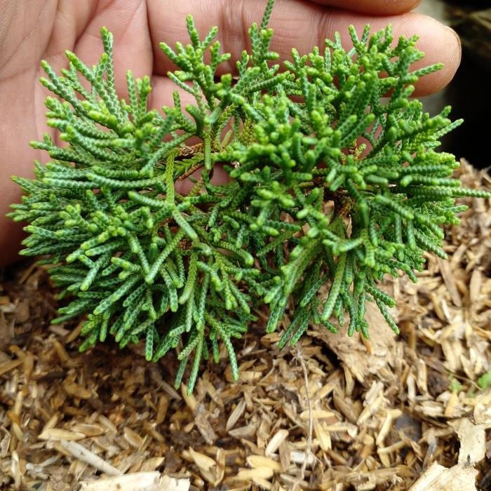 PREMIUM bibit bonsai juniperus cemara kishu/pingpong